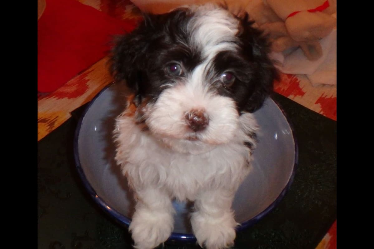 Havanese Puppies breeder image 3