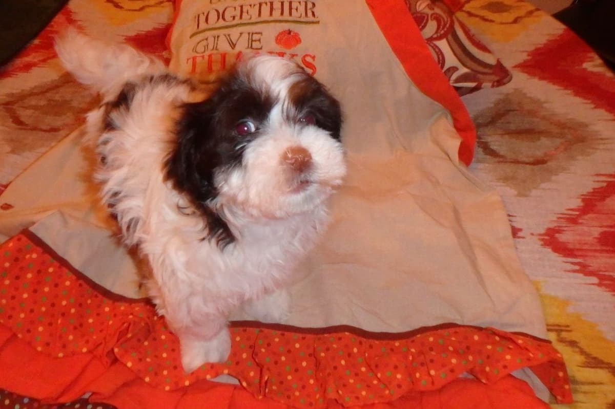 Havanese Puppies breeder image 2