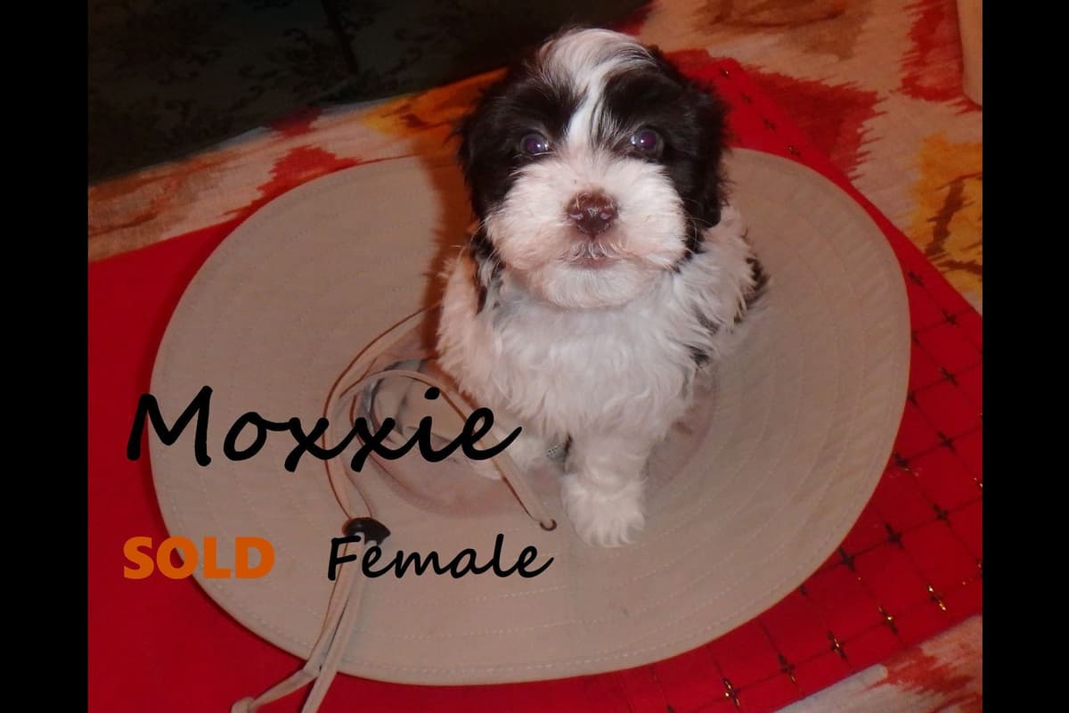 Havanese Puppies breeder image 1