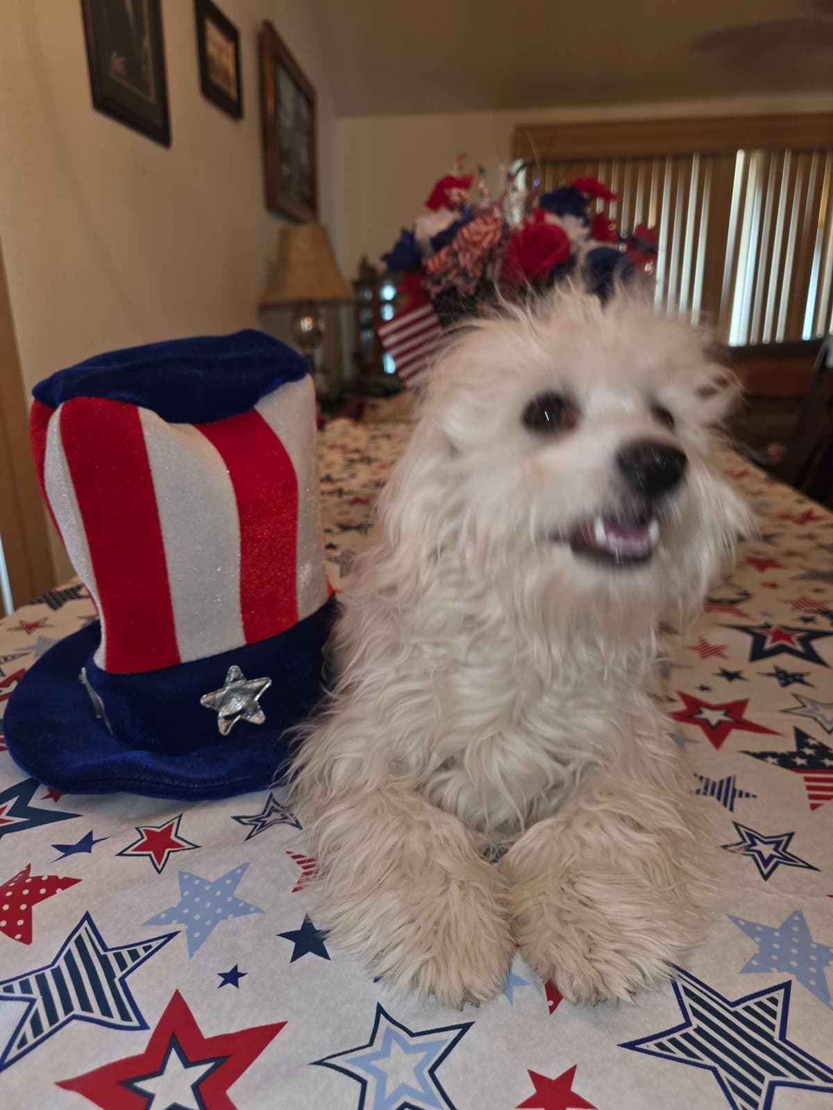 Havanese Puppies breeder image 29
