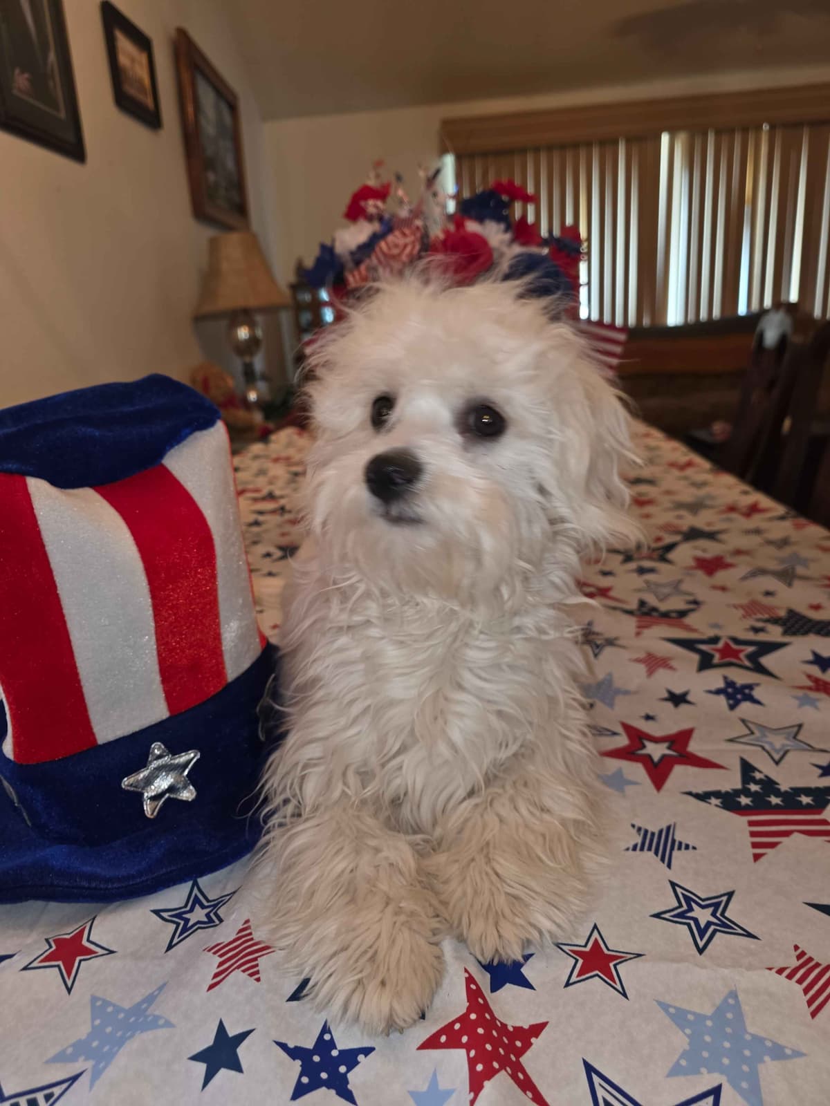 Havanese Puppies breeder image 30