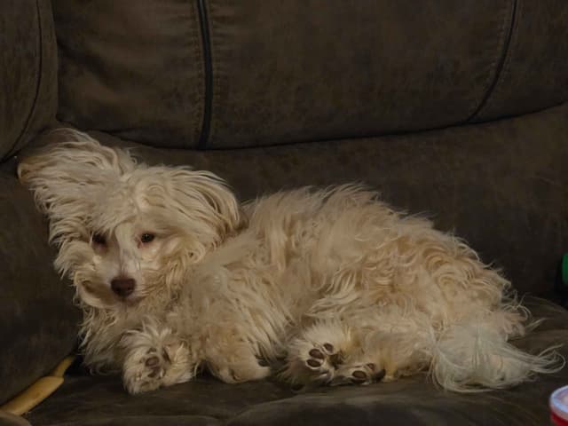 Havanese Puppies media 2