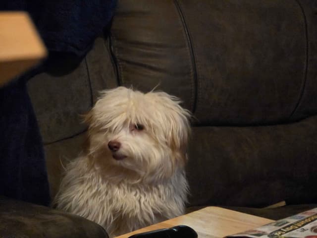Havanese Puppies media 3