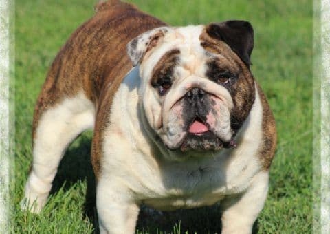 Bulldog Puppies breeder image 2