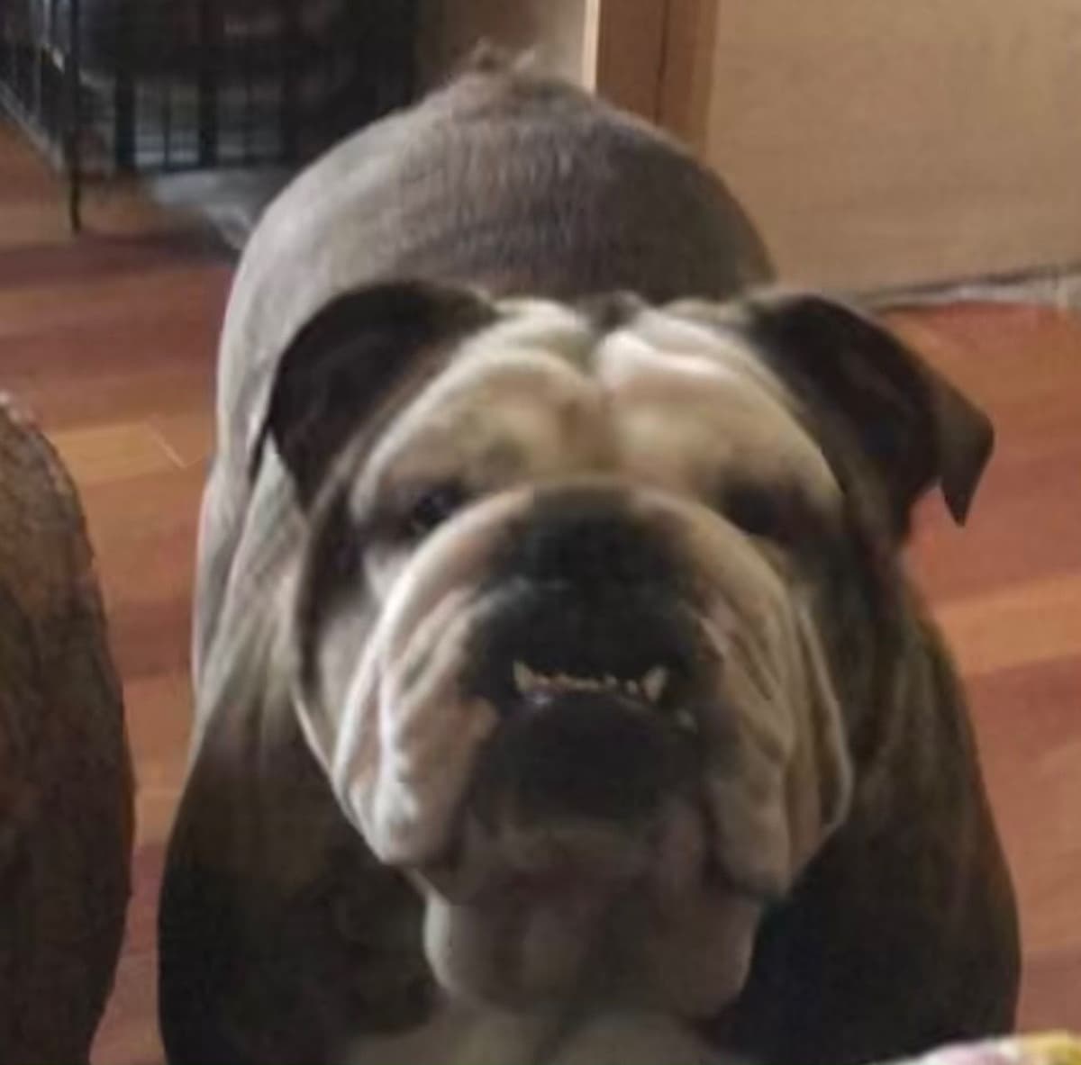 Bulldog Puppies breeder image 3