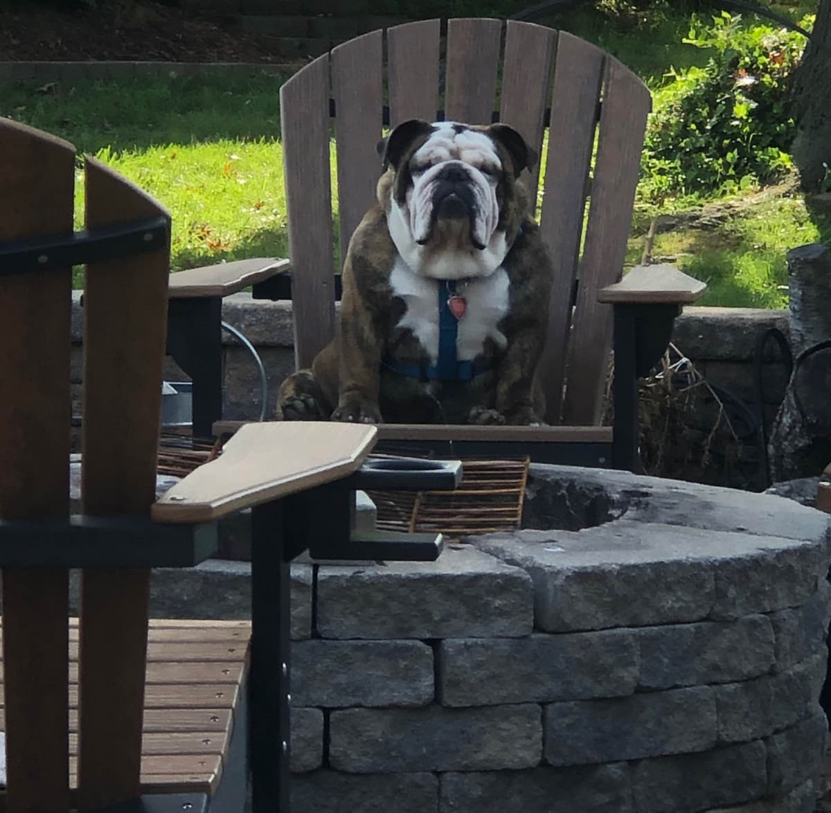 Bulldog Puppies breeder image 5