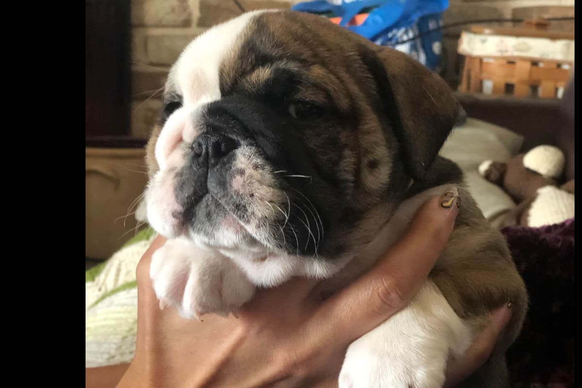 Bulldog Puppies breeder image 1