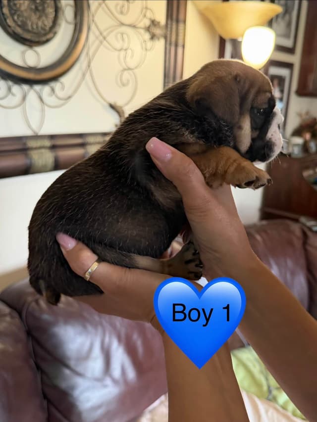 Bulldog Puppies media 2