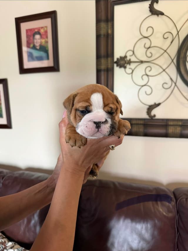 Bulldog Puppies media 3