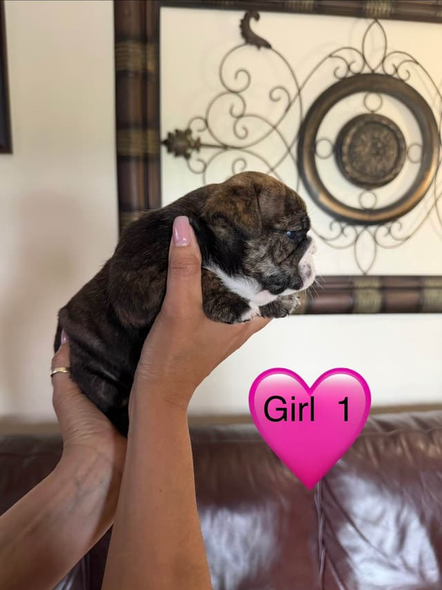 Bulldog Puppies media 4