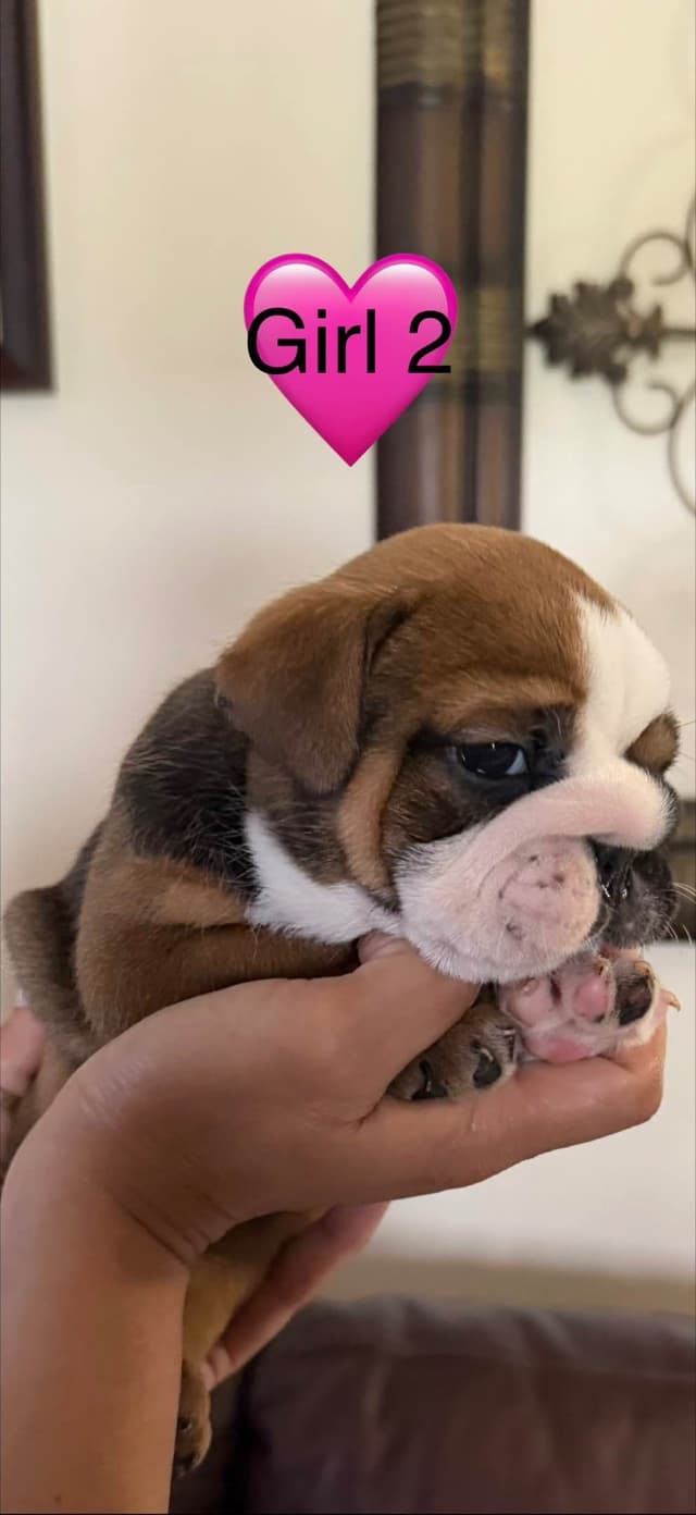 Bulldog Puppies media 5
