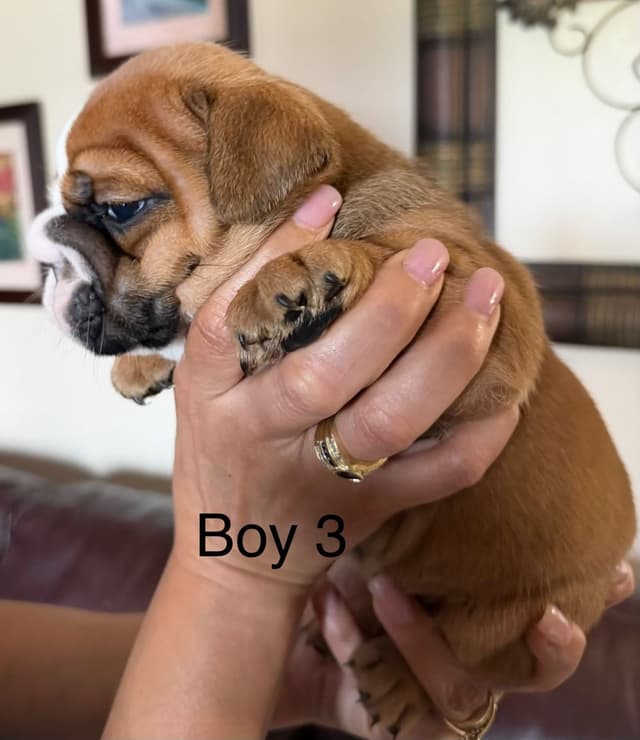 Bulldog Puppies media 6