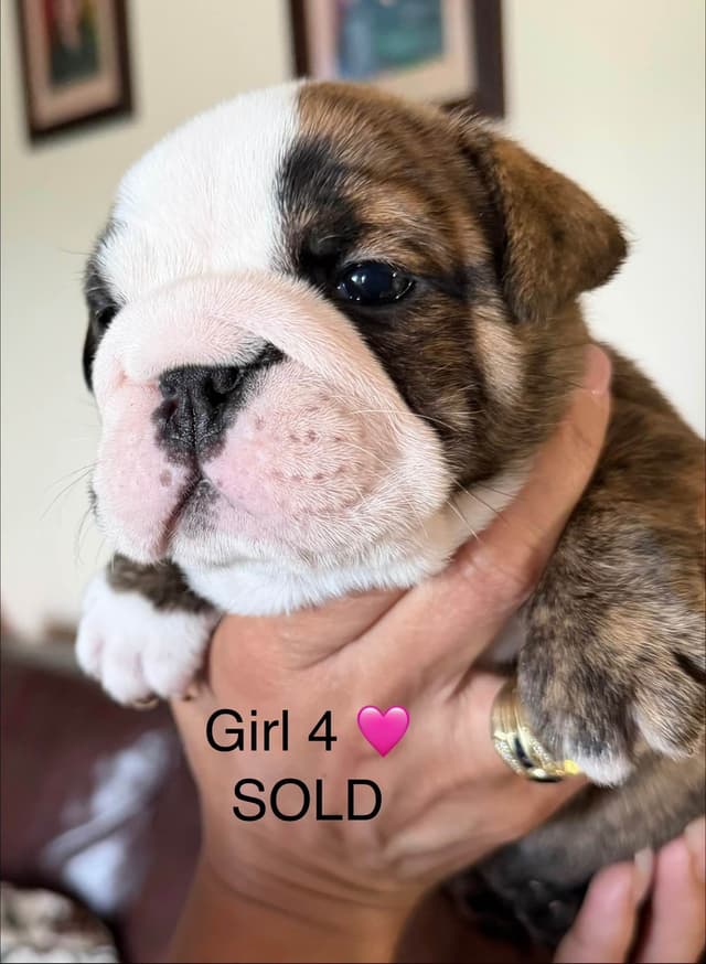 Bulldog Puppies media 7