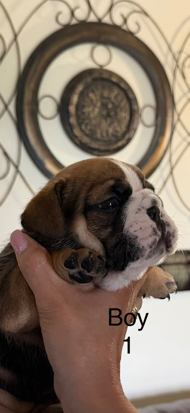 Bulldog Puppies media 8