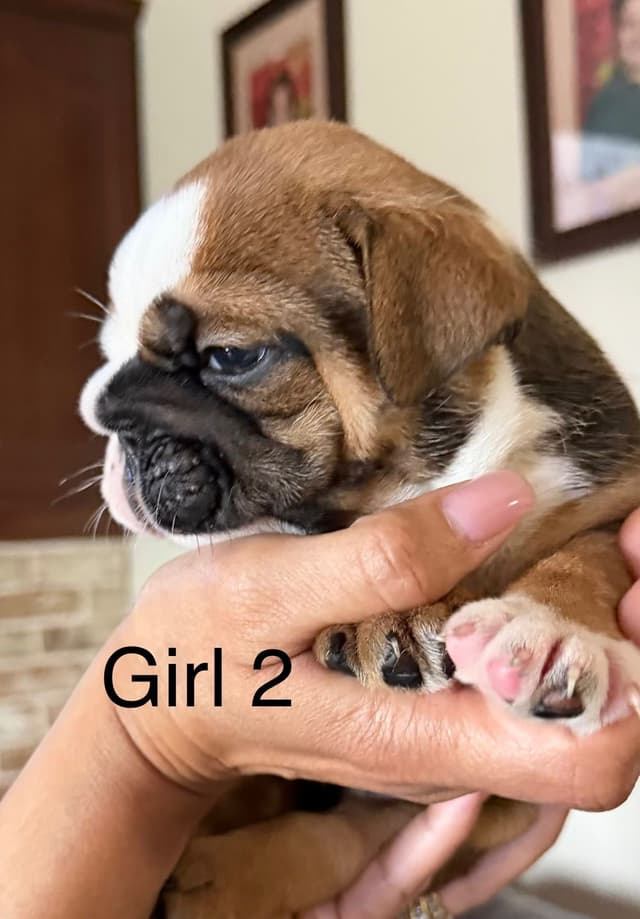 Bulldog Puppies media 9
