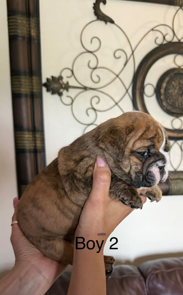 Bulldog Puppies media 10