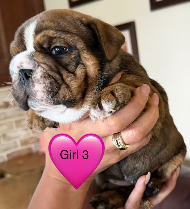 Bulldog Puppies media 12