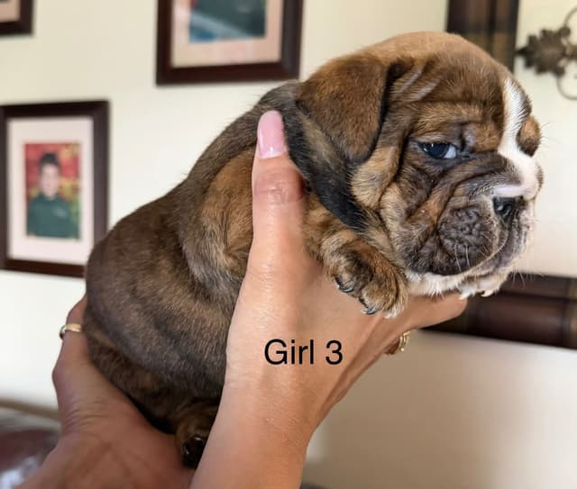 Bulldog Puppies media 14