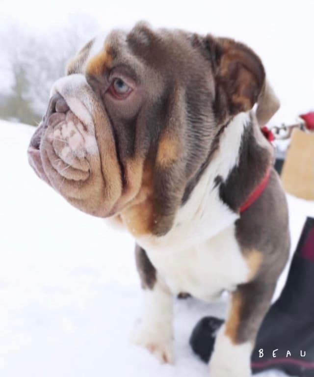 Bulldog Puppies media 15