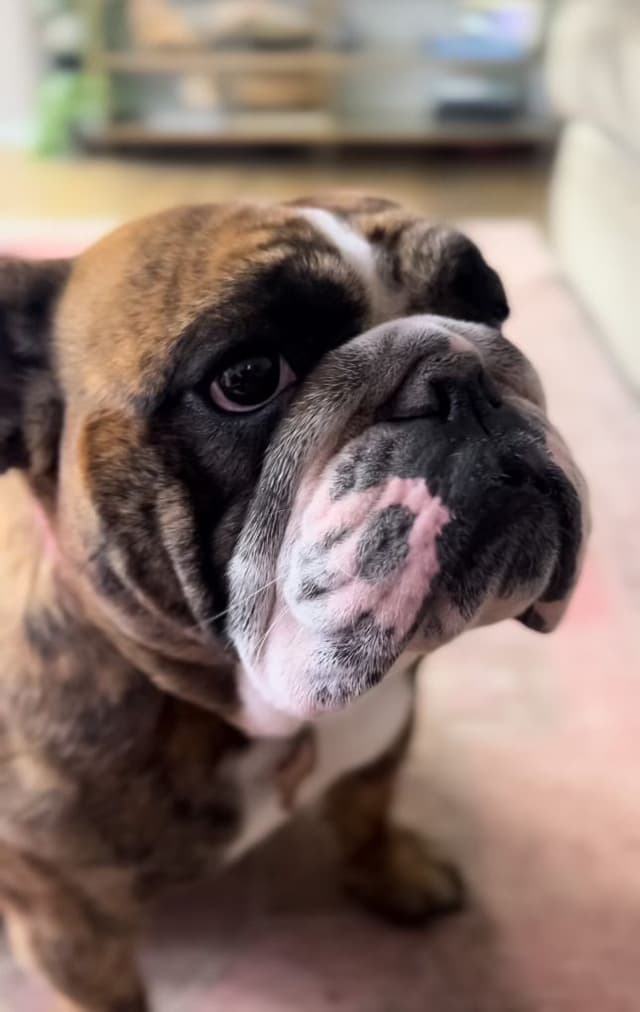 Bulldog Puppies media 16