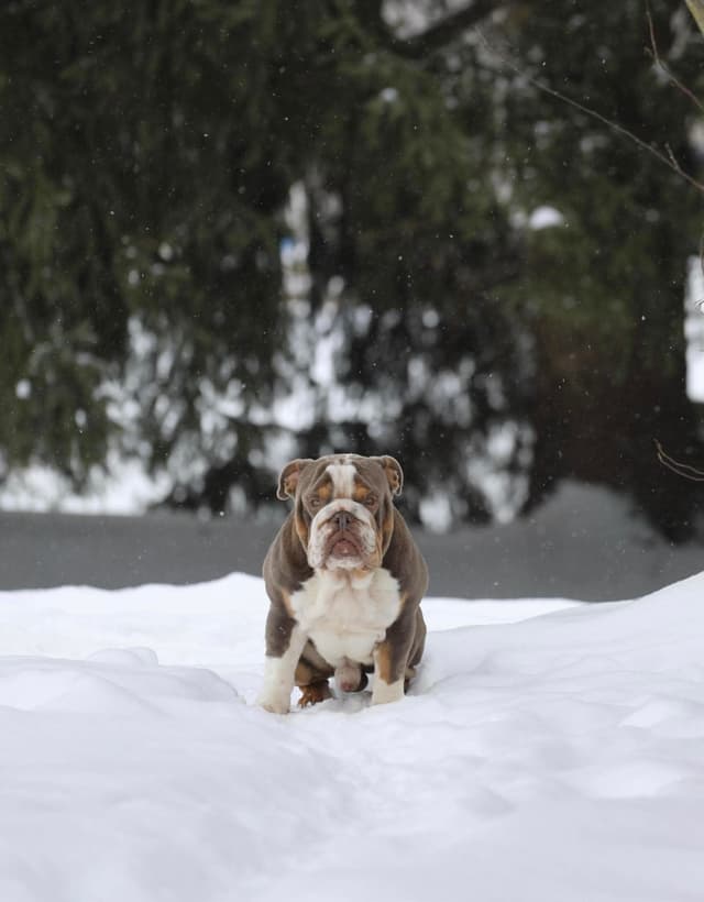 Bulldog Puppies media 17