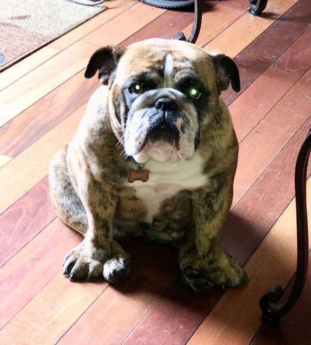 Bulldog Puppies media 19