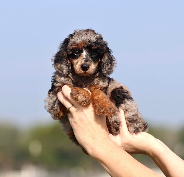 Moyen Poodle Puppies in Texas media 4