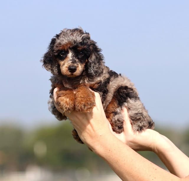 Moyen Poodle Puppies in Texas media 5