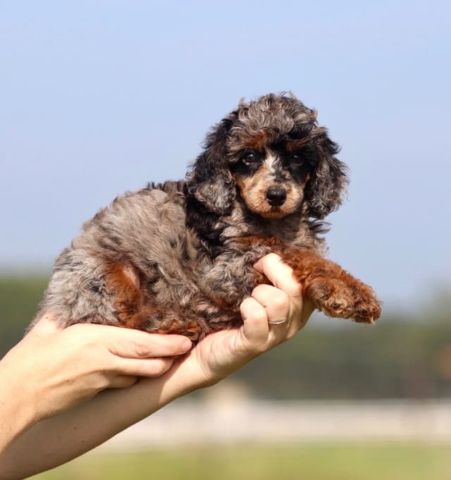 Moyen Poodle Puppies in Texas media 2