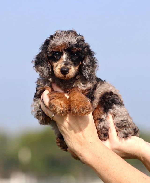 Moyen Poodle Puppies in Texas media 6