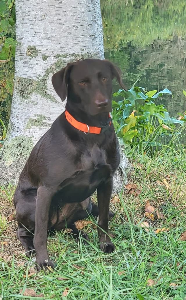 Labrador Retriever Puppies media 2