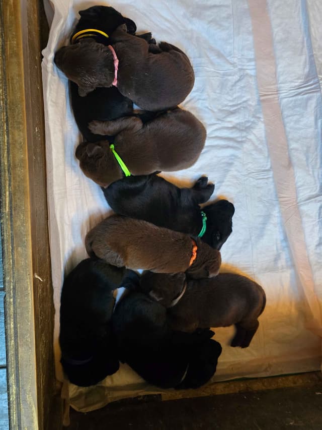 Labrador Retriever Puppies media 3