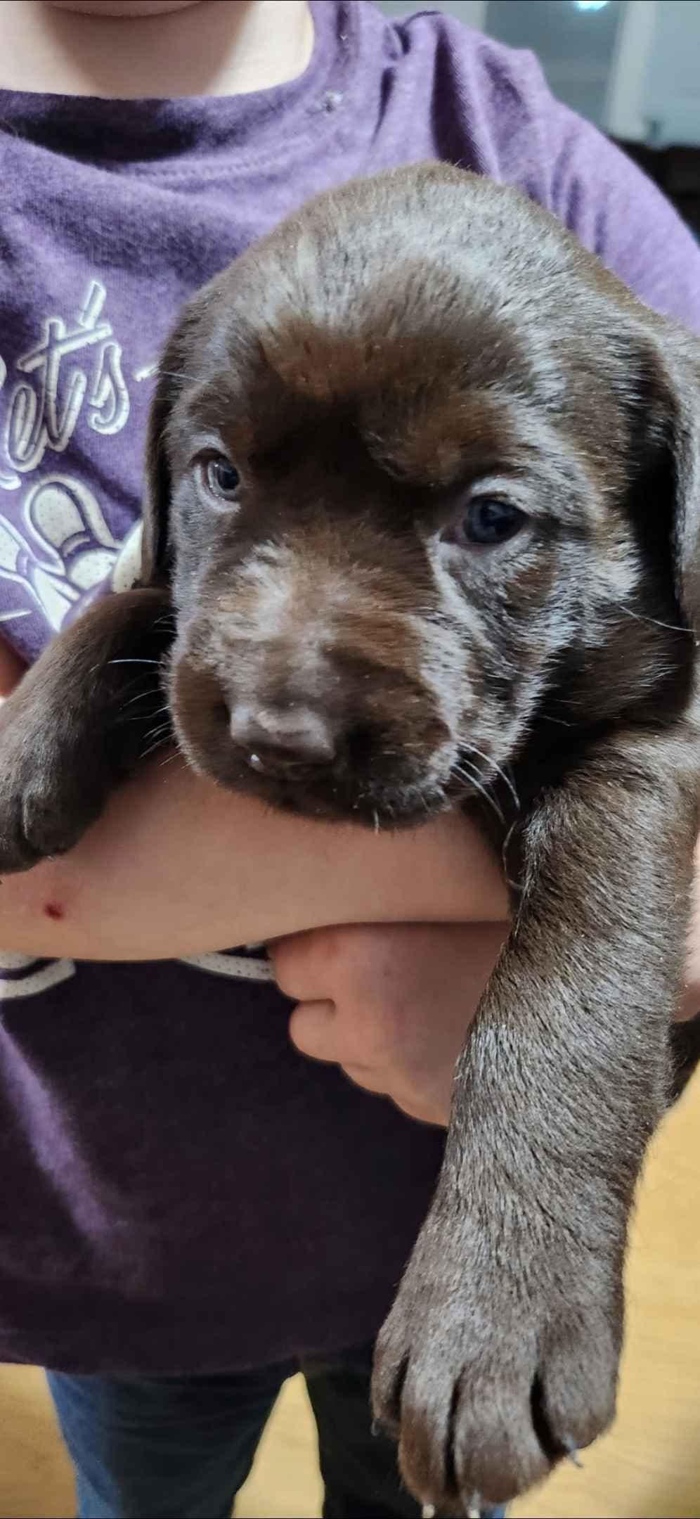 Labrador Retriever Puppies breeder image 2