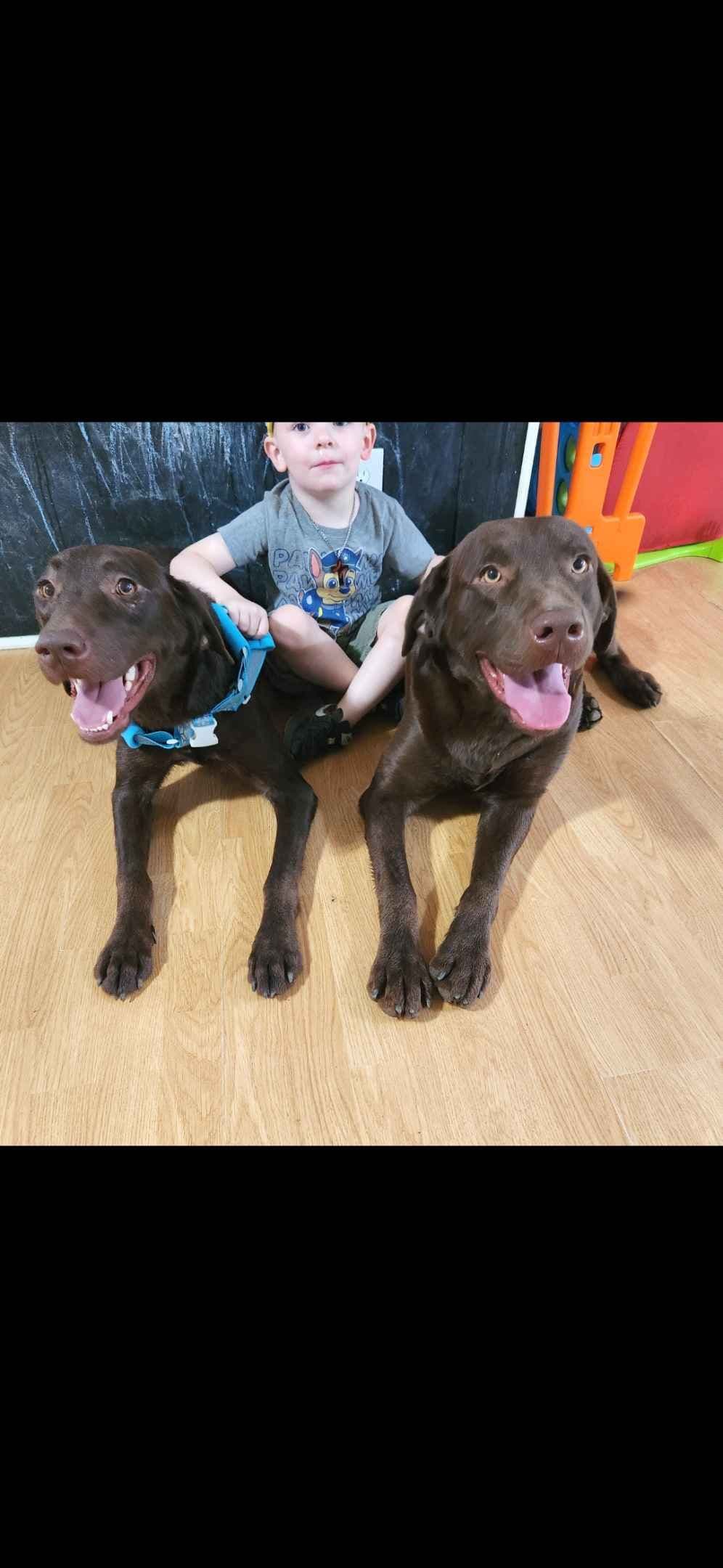 Labrador Retriever Puppies breeder image 4