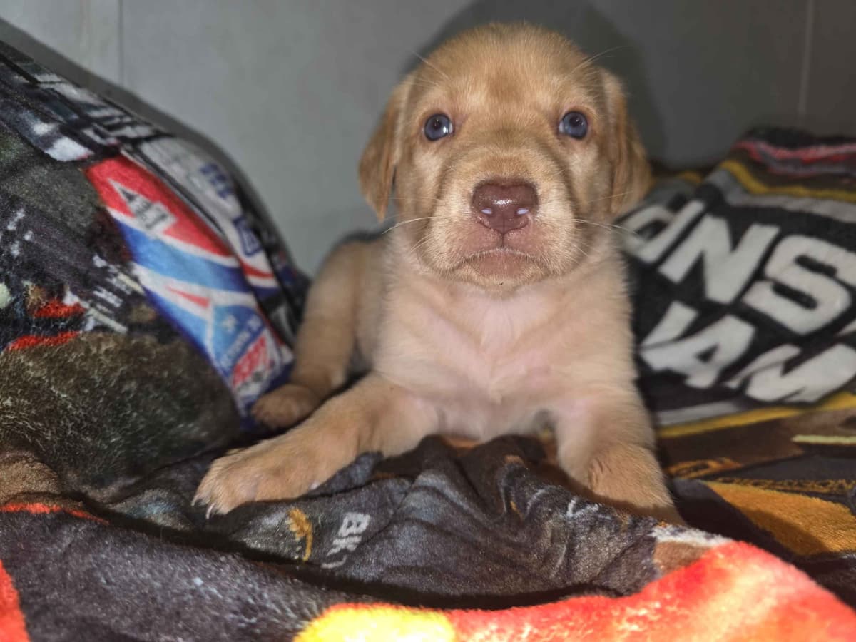 Labrador Retriever Puppies breeder image 5
