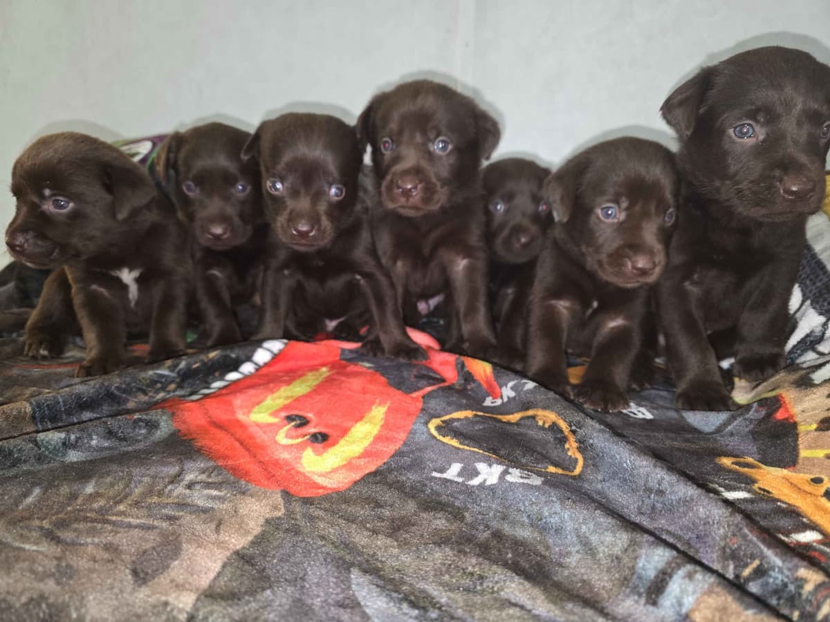 Labrador Retriever Puppies breeder image 6