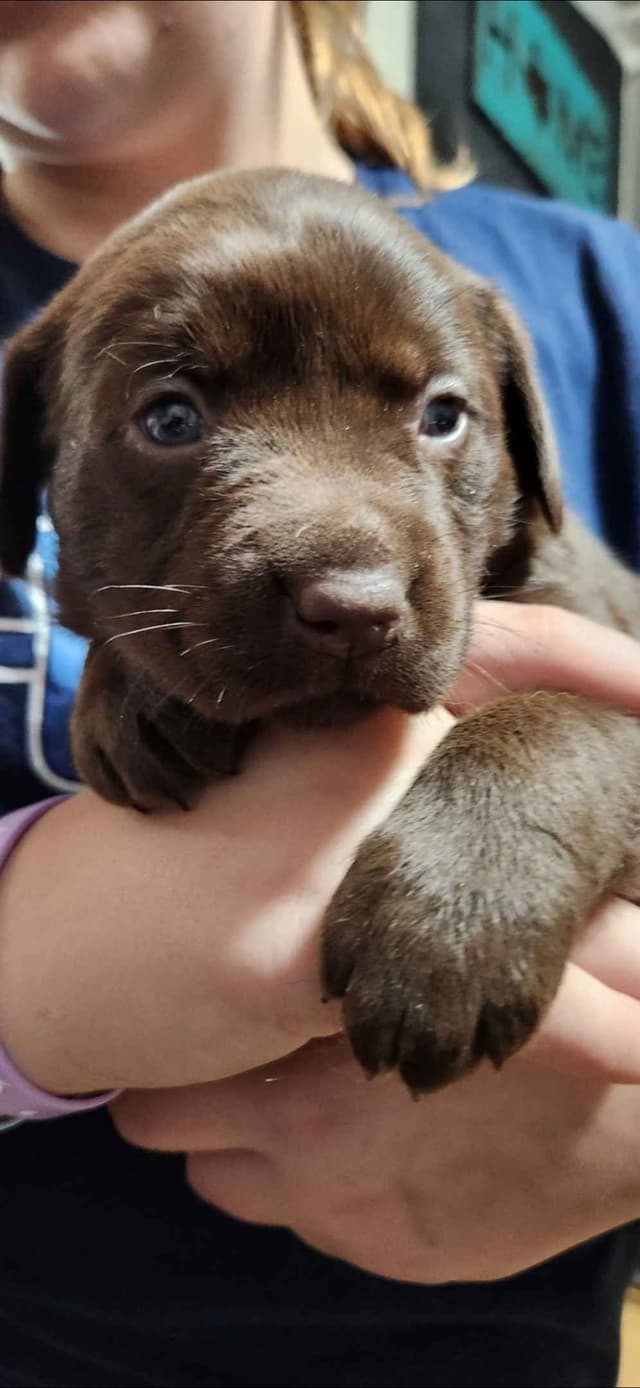 Labrador Retriever Puppies media 3
