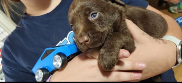 Labrador Retriever Puppies media 4