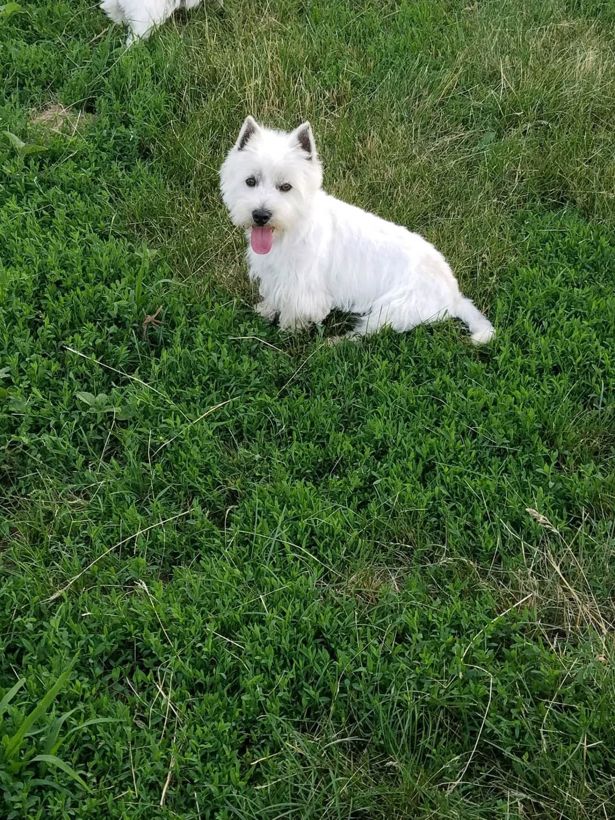 West Highland White Terrier Puppies breeder image 4