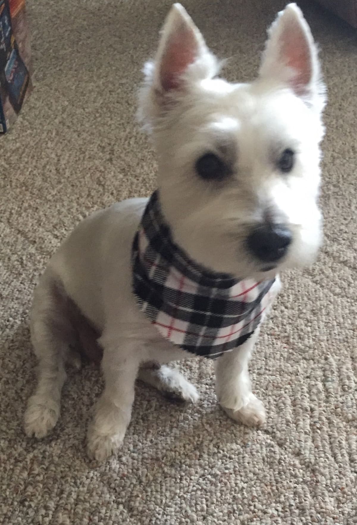 West Highland White Terrier Puppies breeder image 5