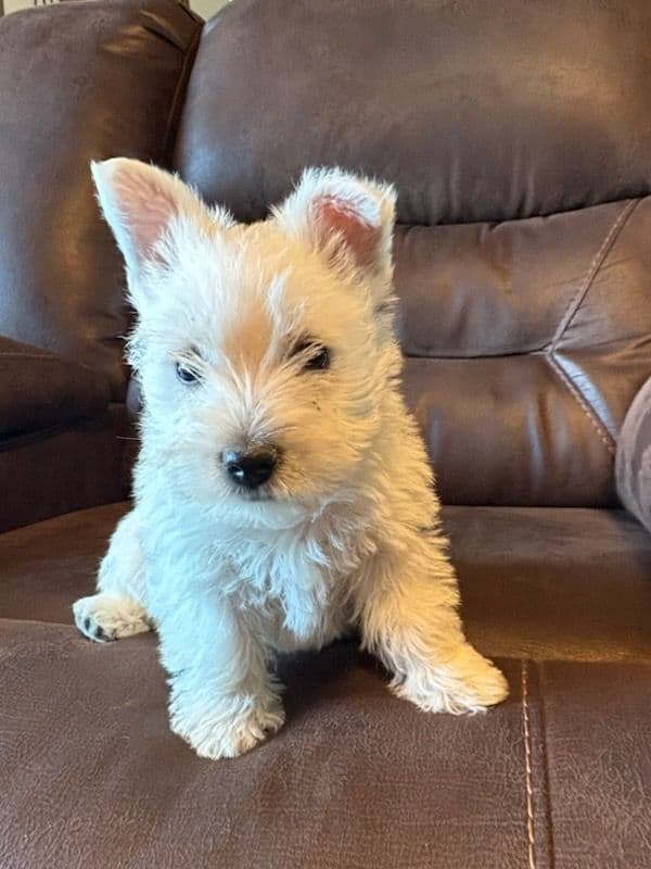 West Highland White Terrier Puppies media 4