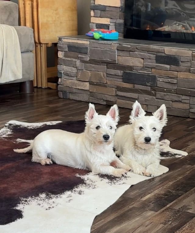 West Highland White Terrier Puppies media 5