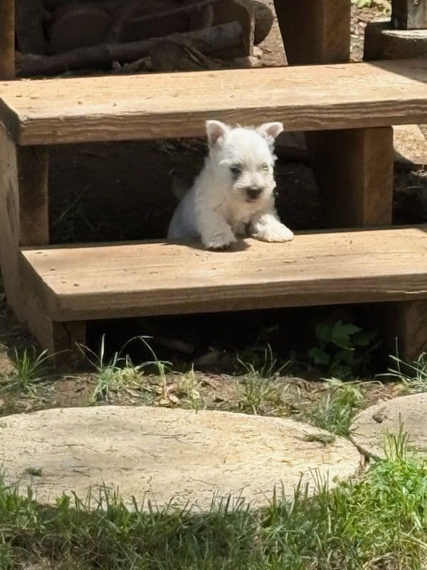 West Highland White Terrier Puppies media 6