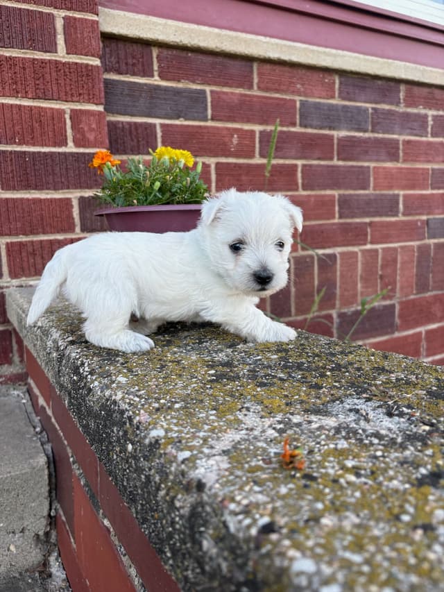 West Highland White Terrier Puppies media 3