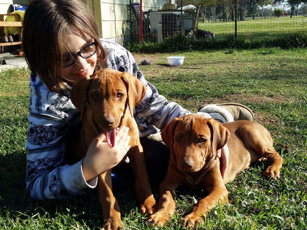 Rhodesian Ridgeback Puppies breeder image 15