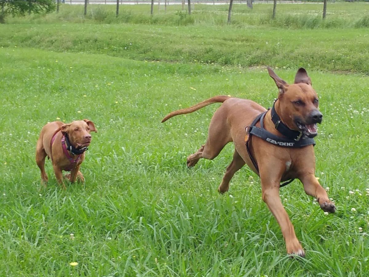 Rhodesian Ridgeback Puppies breeder image 13