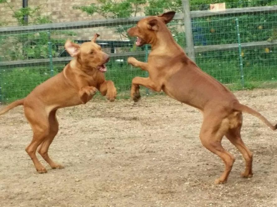 Rhodesian Ridgeback Puppies breeder image 16