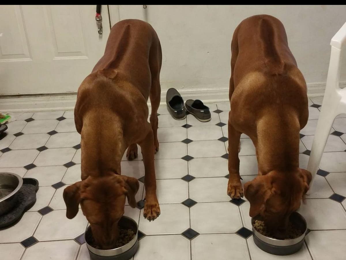 Rhodesian Ridgeback Puppies breeder image 21