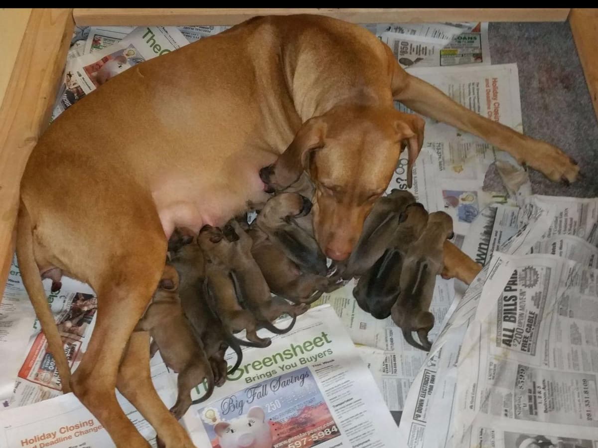 Rhodesian Ridgeback Puppies breeder image 12