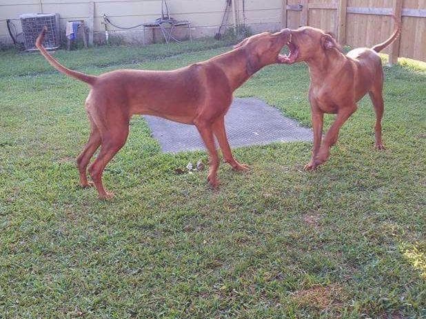 Rhodesian Ridgeback Puppies breeder image 7